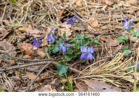Blossom Viola Odorata Flower On The Forest Undergrowth On A Sprong Sunny Day