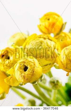Ranunculus giallo
