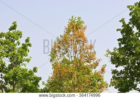 Spring Time Color Tree Or Sal Tree