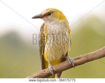 Oriole Sitting On A Branch. Bird Close-up. Turned Her Head To The Right
