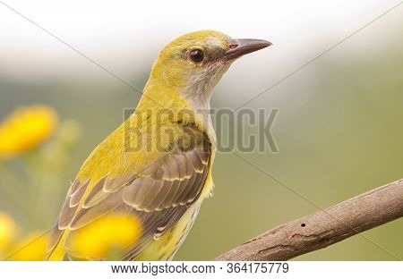 Portrait Of A Oriole With Yellow Flowers. Bird Close-up, Beautiful Bokeh, Detailed Picture