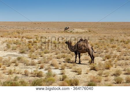 Camelus Bactrianus. Bactarian Camel In The Desert Of Kazakhstan.