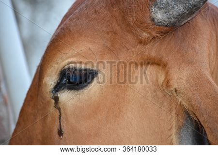 Cow Eye With Tears, Close Up Of A Cow Eye With Long Lashes And Crying Or Weeping Eye Duct.tears Of T
