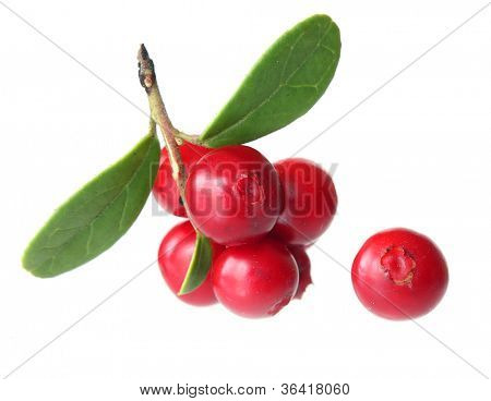 Monte berry Forest con foglie isolate.
