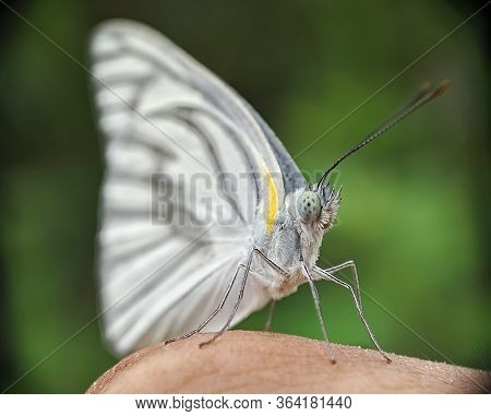 Striped Albatross (appias Libythea) - Close Up Details Of Butterflies, White Butterflies On Flowers 