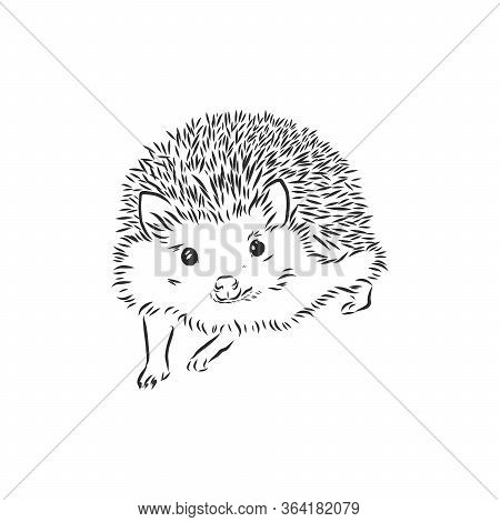 Hedgehog Sketch Drawing Isolated On White Background, Hedgehog, Vector Sketch Illustration