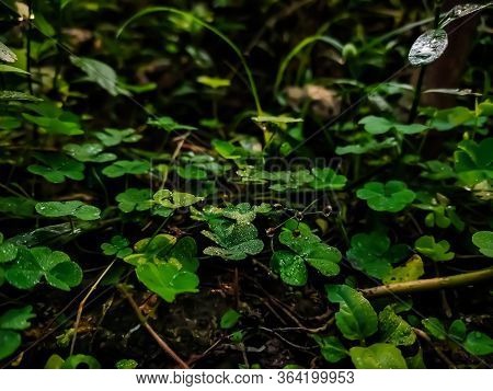 Oxalis Or Is A Large Genus Of Flowering Plant In The Wood-sorrel Family Oxalidaceae Comprising About