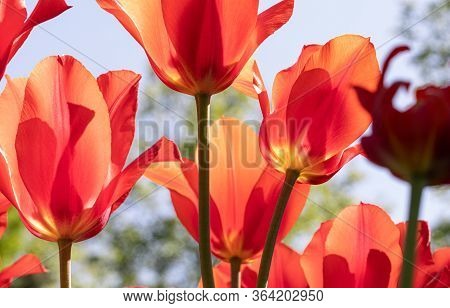 Red Tulips. Flower. Nature. Garden. Flora