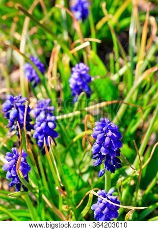 Muscari Neglectum, Known As Grape Hyacinth, Is A Perennial Bulbous Plant Growing Among Green Grass, 