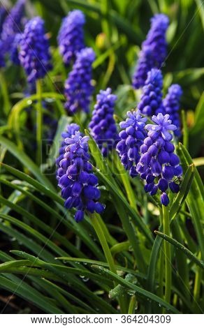 Beautiful Spring Landscape With Blue Muscari Flowers. Muscari Armeniacum Background. Blue Flowers Bl