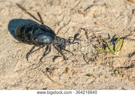 Macro Pic Of A Black Oil Beetle (meloe Proscarabaeus) On Sandy Soil