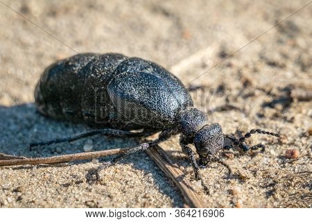 Macro Pic Of A Black Oil Beetle (meloe Proscarabaeus) On Sandy Soil