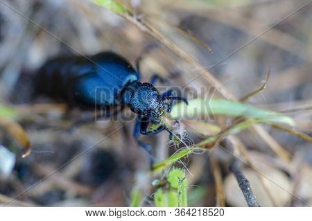 Macro Pic Of A Black Oil Beetle (meloe Proscarabaeus)  Chewing On A Blade Of Grass