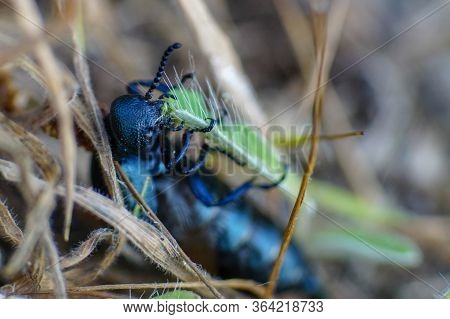 Macro Pic Of A Black Oil Beetle (meloe Proscarabaeus)  Chewing On A Blade Of Grass