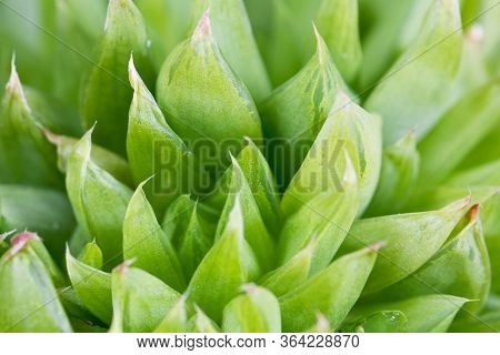 Leaves Of A Haworthia Bilineata