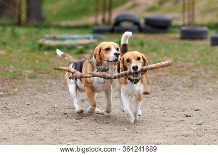 Two Beagle Dogs Play With A Wooden Stick And Run