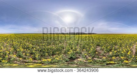Full Seamless Spherical Hdri Panorama 360 Degrees Angle View On Among Rapseed Canola Colza Fields In
