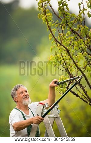 Senior man gardening in his garden (color toned image), taking good care of his fruit trees from a ladder