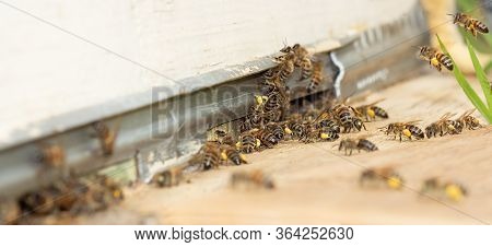 Many Bees With Pollen And Nectar Fly To The Hive On A Sunny Day. Insects Working On A Flow. Close Up