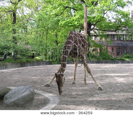 Giraffe