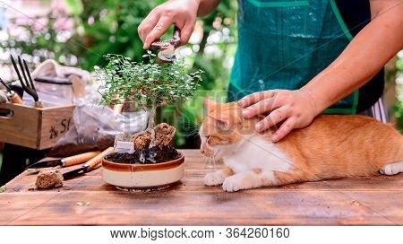 Home Gardening With Cat When Lock Down And Self-quarantine. Recreation Activity At Botanic Garden Du