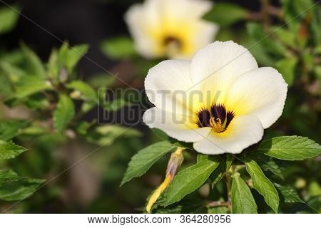 White Turnera Subulata Flower In The Garden