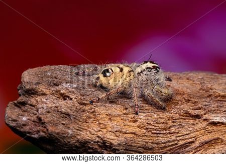 Jumping Spider On Timber In Nature.