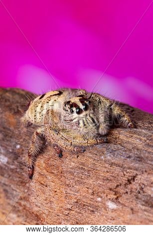 Jumping Spider On Timber In Nature.