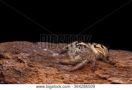 Jumping Spider On Timber In Nature.