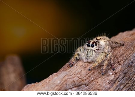 Jumping Spider On Timber In Nature.