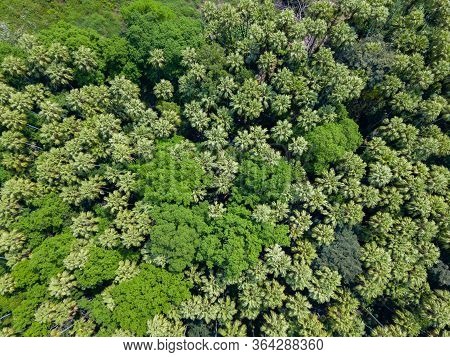 Aerial Top View Forest Tree, Rainforest Ecosystem And Healthy Environment Concept And Background, Te