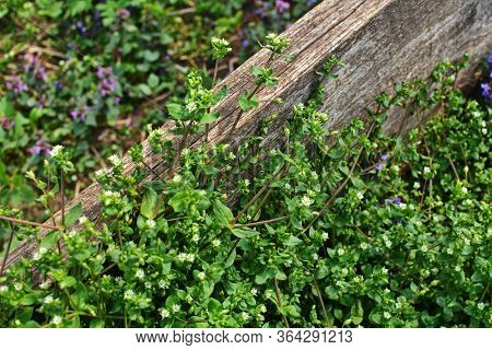 Closeup Of A Group Of Common Chickweed With Small White Blossoms