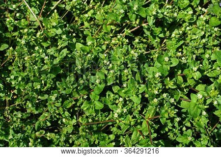 Closeup Of A Group Of Common Chickweed With Small White Blossoms