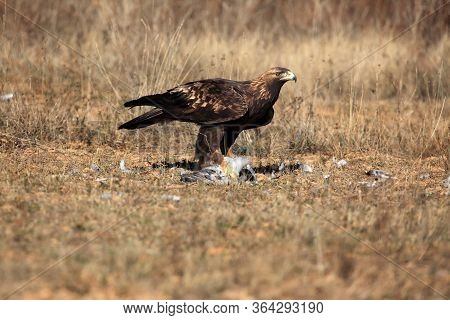 The Golden Eagle (aquila Chrysaetos)feeding The Female Eagle To The Prey