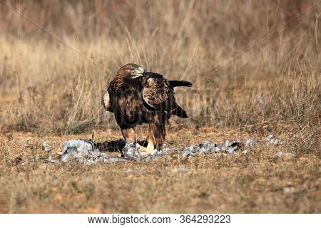 The Golden Eagle (aquila Chrysaetos)feeding The Female Eagle To The Prey