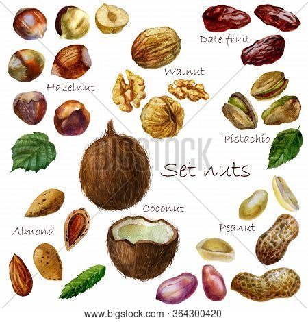 Watercolor Illustration Walnut Set. Peanut. Inshell Peanuts, Peeled Peanuts, Peanut Grains In The Hu