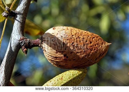 Ripe Almond On A Tree, Macharaviaya, Costa Del Sol, Malaga Province, Andalucia, Spain.