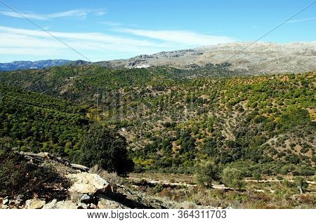View Of Countryside With The Town In The Distance, Igualeja, Serrania De Ronda, Malaga Province, And