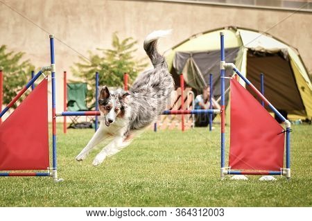Bluemerle Border Collie Is Jumping Over The Hurdles. Amazing Day On Czech Agility Privat Training