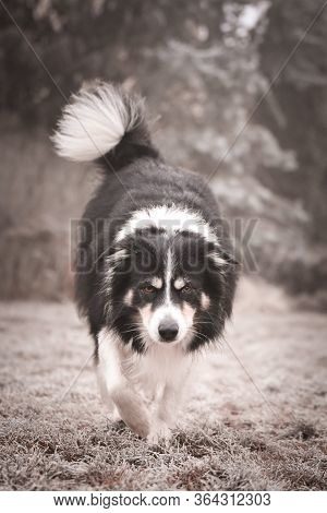 Border Collie Is Running In Winter In Grass. He Is Running To His Breader.
