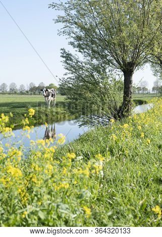Yellow Rapeseed Flowers Under Tree And Spotted Cows In Green Spring Meadow In The Centre Of Holland 