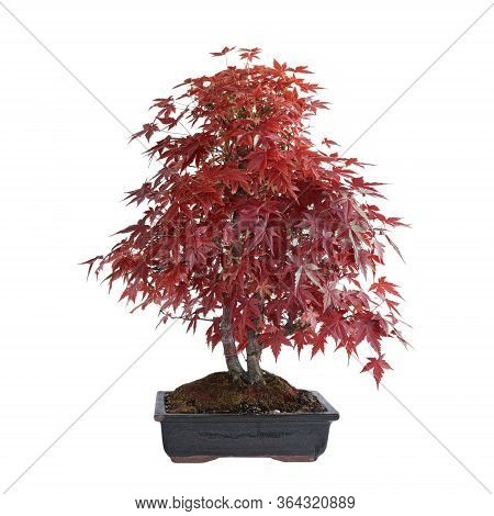 Beautiful Japonese Maple ( Acer Palmatum ) In Autumn Colors, Isolation Over White