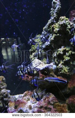 School Of Beautifyul Fish And Underwater Marine Life In The Aquarium