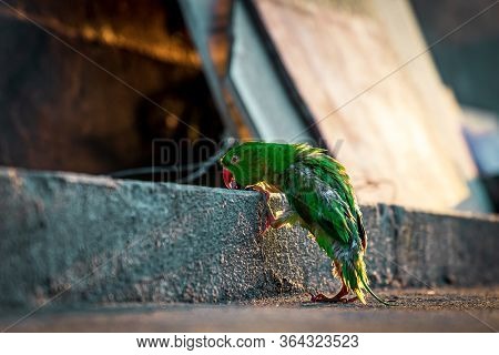 Rose Ringed Parrot Climbs Wall Without Flying