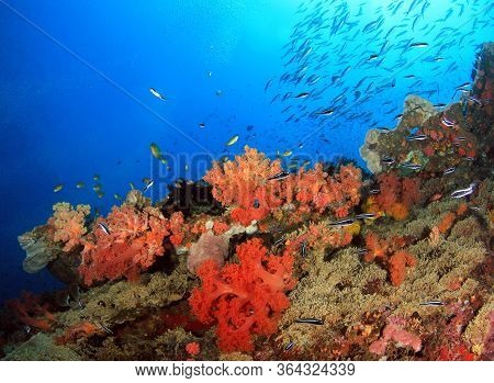 Colorful Coral Reef With Schools Of Fish Against Blue Water. Pescador Island, Moalboal, Philippines