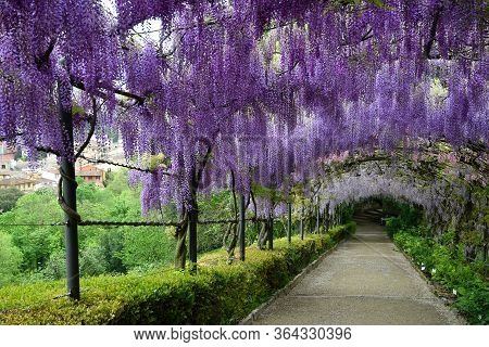 Beautiful Blooming Wisteria Tunnels In A Garden In Florence, Tuscany, Italy.