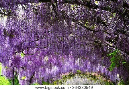 Beautiful Purple Wisteria In Bloom. Blooming Wisteria Tunnel In A Garden Near Piazzale Michelangelo 