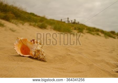 A conch shell lays on the sandy beach by the dunes of Southbourne Beach