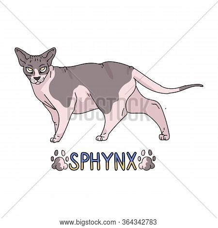 Cute Cartoon Sphynx Cat With Text Vector Clipart. Pedigree Exotic Kitty Breed For Cat Lovers. Purebr