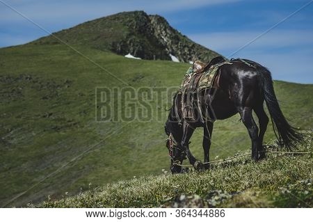 А Black Horse Grazes On The Mountainside In The Ulagansky District Of The Altai Republic, Russia